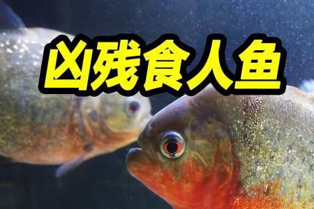 海水鱼可以饿几天
