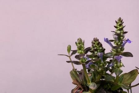 山吉子的盆景几级保护