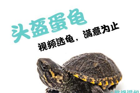 头盔龟为什么便宜
