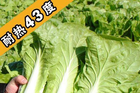 快菜能耐零下几度的低温