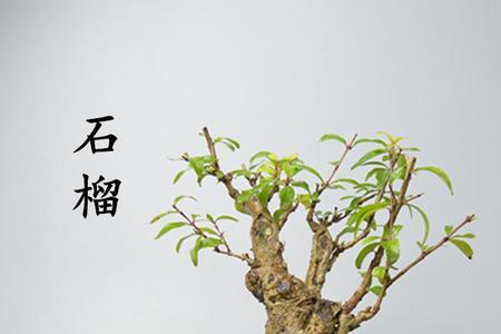 姬丁香木与六月雪区别