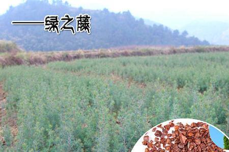柏树种子叫什么名字