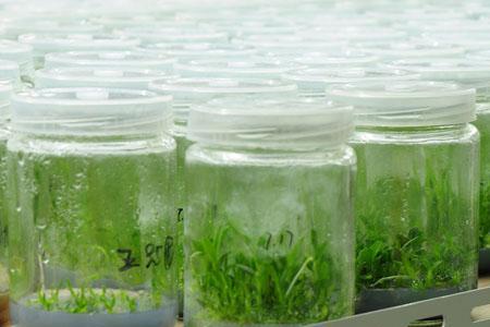 石蒜植物营养液的自制方法