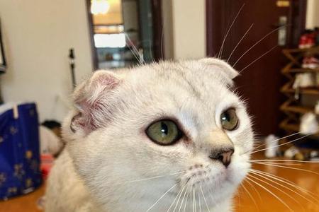 猫咪知道自己有胡须吗