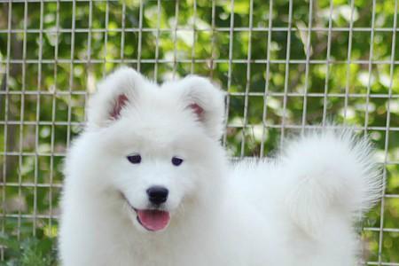 大白熊幼犬和萨摩耶幼犬的区别