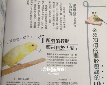 鹦鹉用棕榈油还是橄榄油