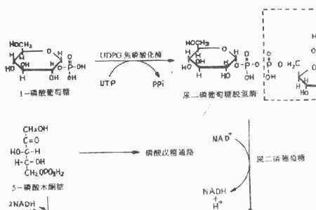 糖的分解化学方程式