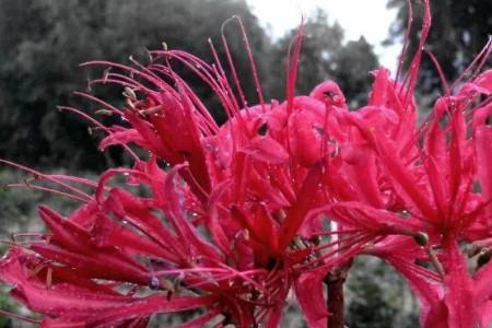 石蒜花和彼岸花的区别