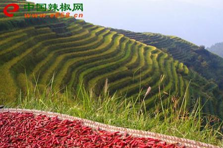 广西的辣椒什么时候种