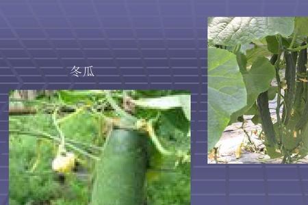 冬瓜嫁接黄瓜会结什么样的果