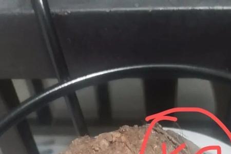 山乌龟发了很多芽需要剪掉吗