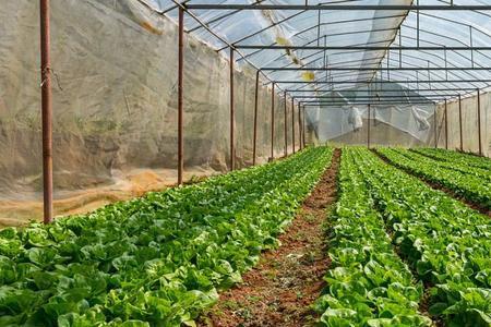 东北大棚蔬菜种植成本和利润
