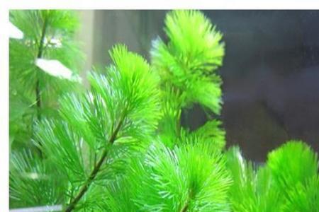 便宜好养的水草