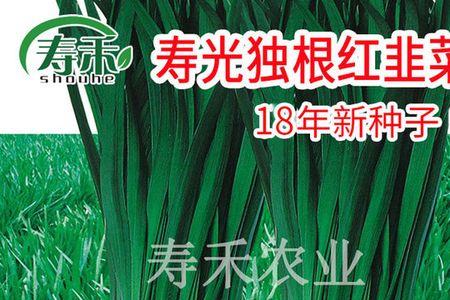 面条菜是红根好还是白根的好