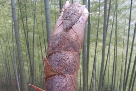 挖笋的时候冷吗
