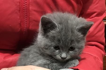 英短蓝猫尾巴有粗有细