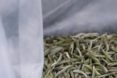 崂山白茶哪里产的最好