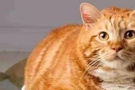 橘猫生产前征兆