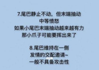 猫咪不摇尾巴什么意思