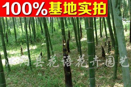毛竹寓意花语