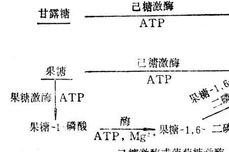 两个单糖形成什么