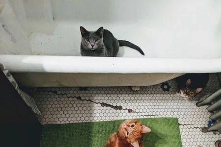 室温39度猫可以承受吗