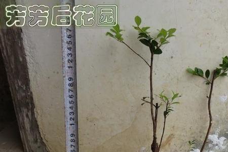 赤楠多久发芽