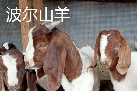 波尔山羊与绵羊哪个利润大