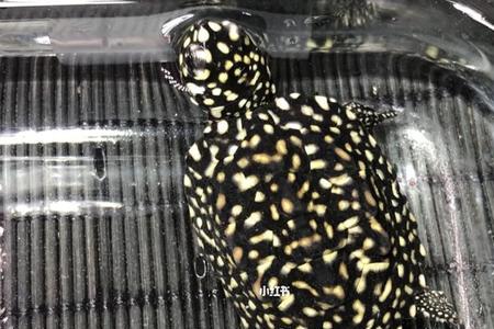 斑点龟可以温水养吗