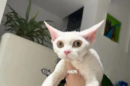 德文卷毛猫特别臭是怎么回事