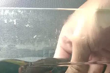 雷龙鱼吃虾干还是面包虫好