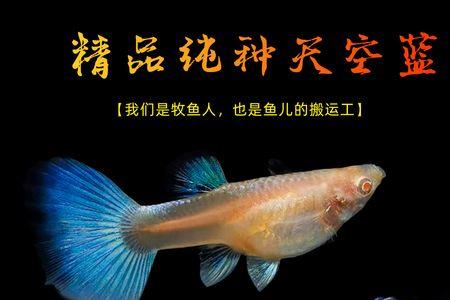 孔雀鱼是淡水鱼吗