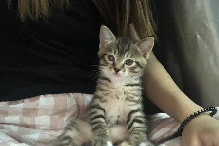 圆脸狸花猫怎么来的