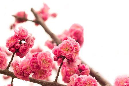 红梅花像什么