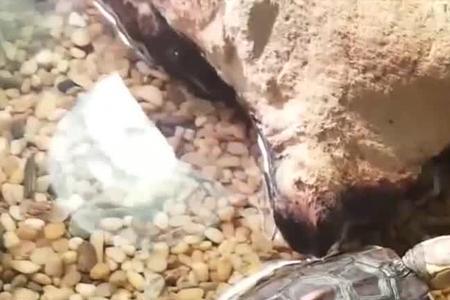 黄缘苗养多大才需要控食吗