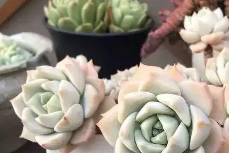 白牡丹多肉适合广东吗