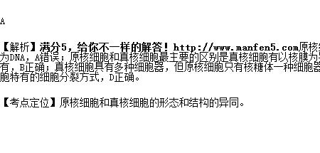 核糖体与有丝分裂有关怎么理解