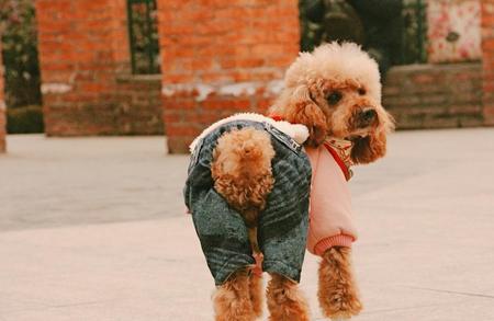 贵宾犬嘴长还是嘴短好