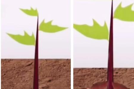种植红薯怎么剪枝