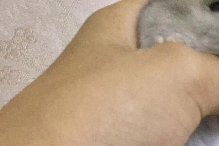 仓鼠吐血了怎么办