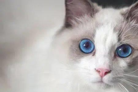 怎样判断家猫是健康的猫