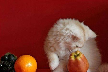 猫能不能吃血橙