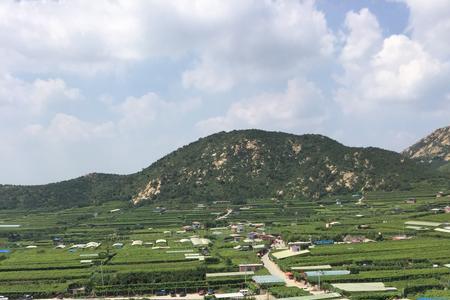 葡萄种田里还是山上