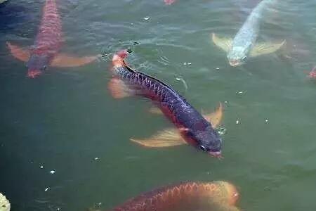 龙鱼的天敌