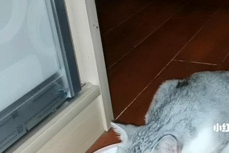 猫扒拉碗有什么办法