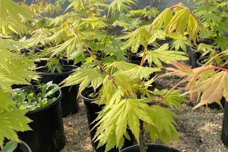 泰勒红枫几片叶子