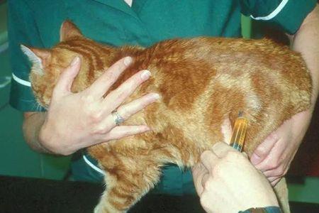 猫尿闭能顶多久