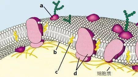 细胞膜和细胞壁有什么不同