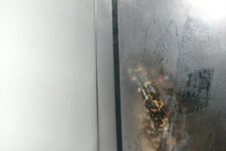 石蛙怎么抓