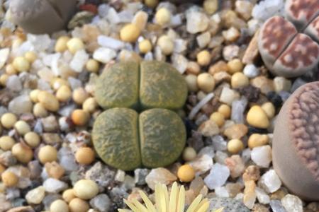 生石花开花枯萎后怎么处理
